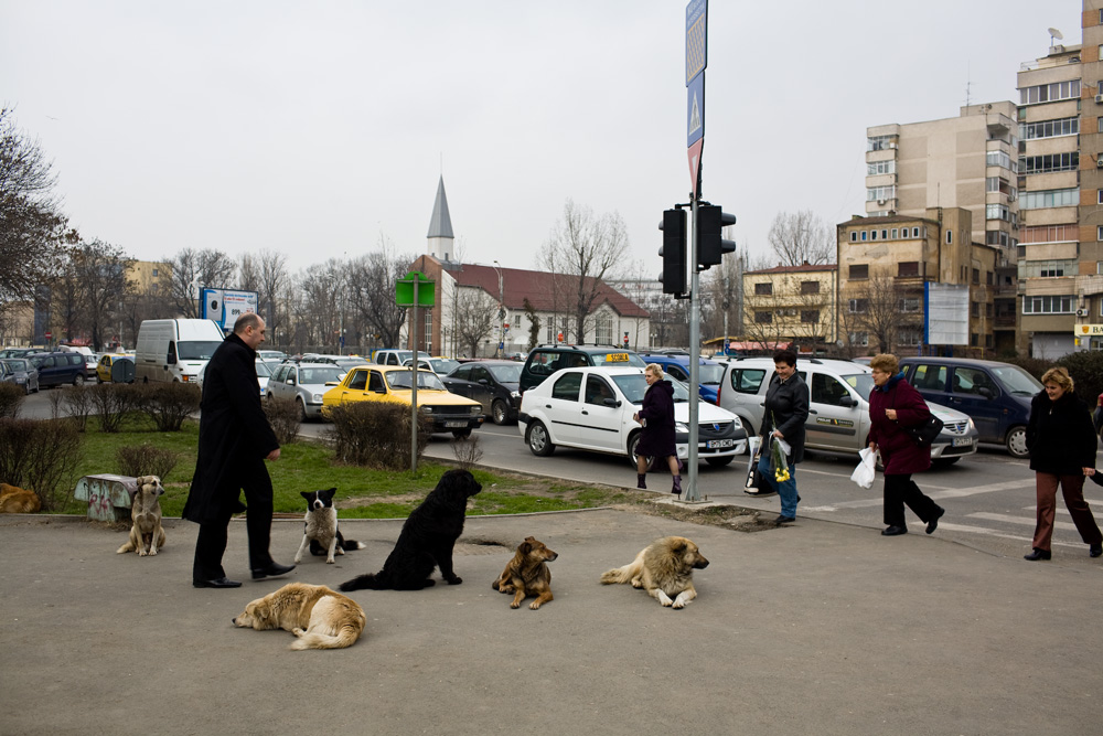 Собаки нижегородская. Бухарест собаки. Бездомные собаки на красной площади. В Бухаресте много бездомных.