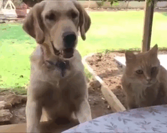 Kutyák és macskák frenetikus pillanatai