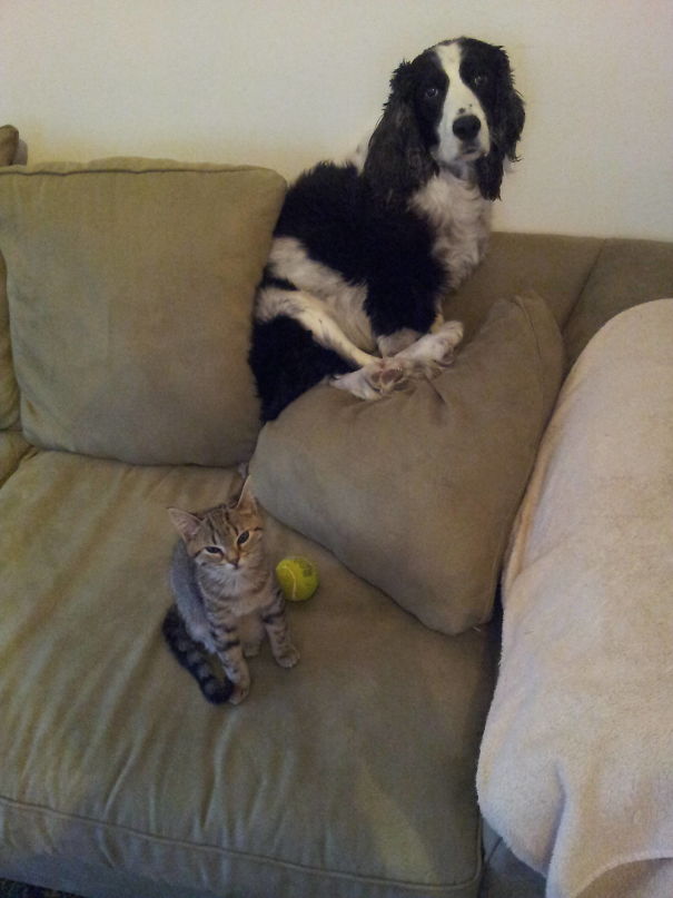 Kutyák és macskák frenetikus pillanatai