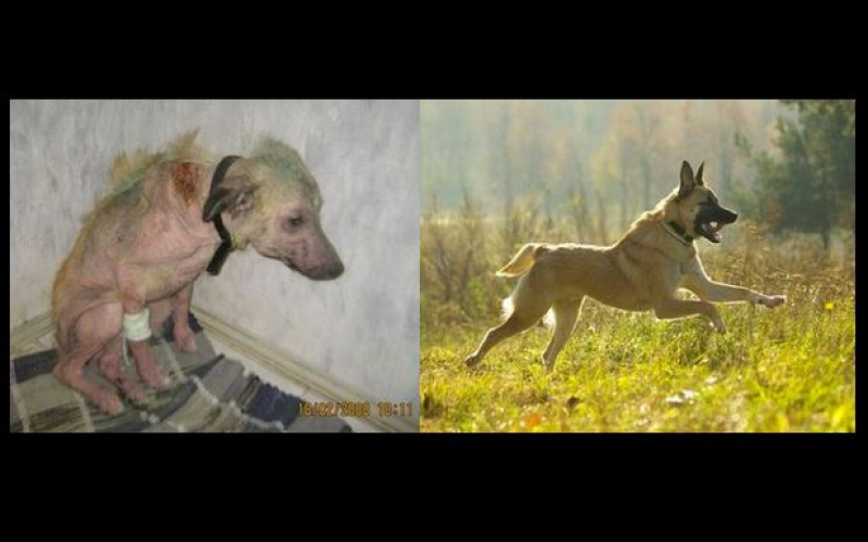 Почему там собака. Истории о спасении животных. Животные до и после спасения.