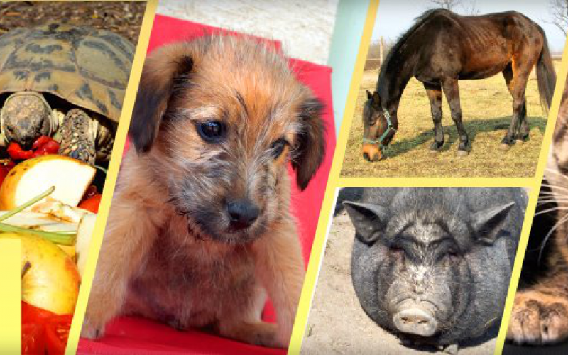 Az állattartás felelősséggel jár. Állatok Világnapja 2013 - Kutyabarát.hu