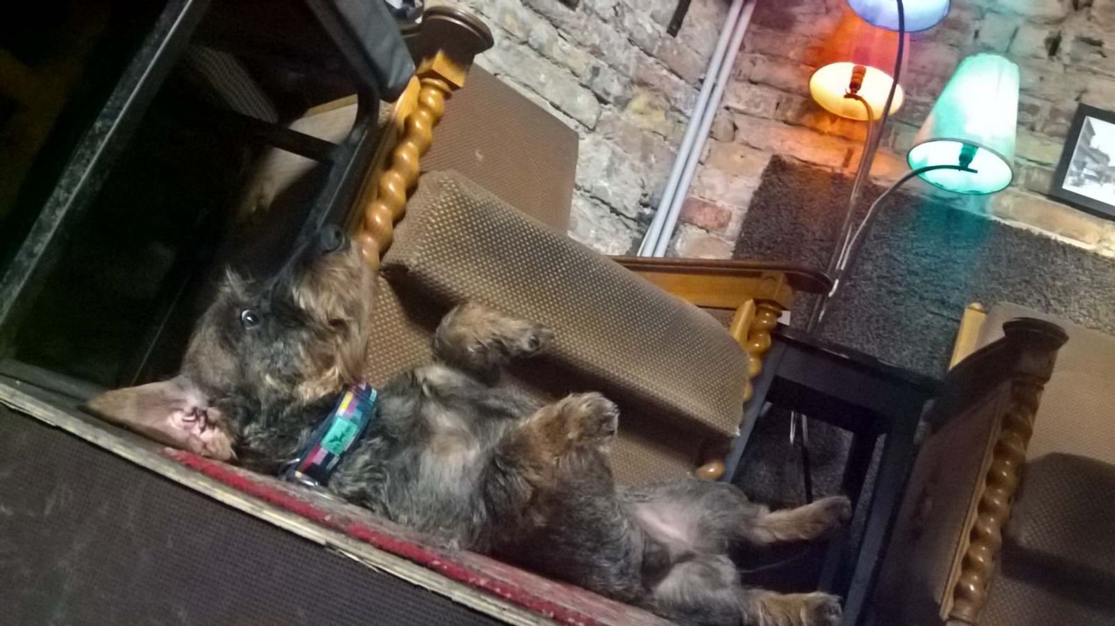 kutyabarat kutyabarát romkocsma pub