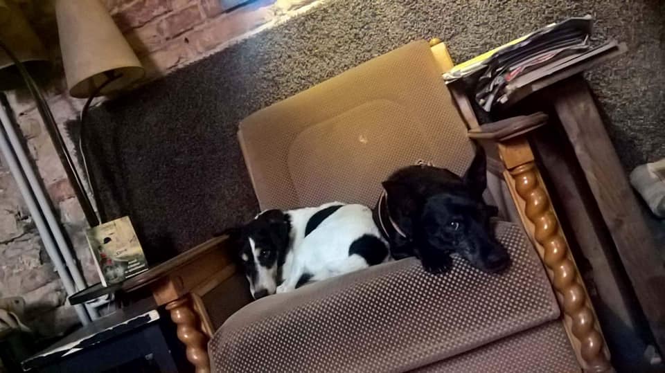 kutyabarat kutyabarát romkocsma pub kutya