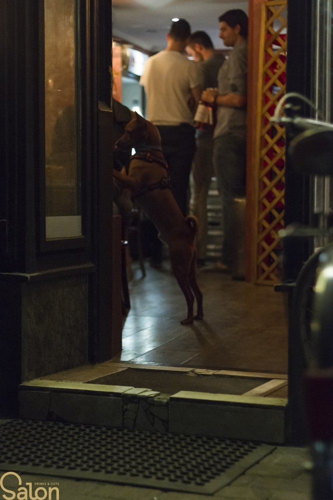 kutyabarat kutyabarát pub kocsma bár