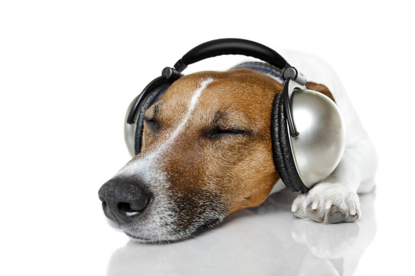 Hogyan hat a zene a kutyákra