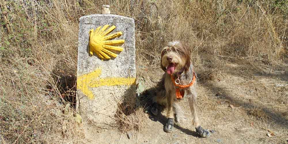Legendás túraútvonalak - El Camino kutyával