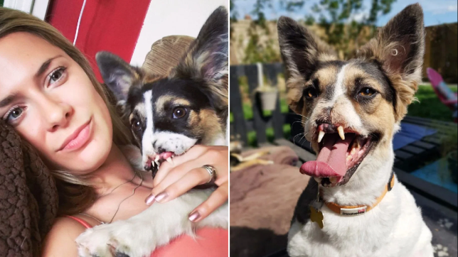 Rátalált az álomgazdi az orr nélküli, Romániából mentett kutyusra
