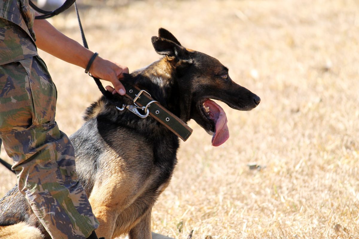 A rendőrkutya utolsó útja - méltó módon búcsúztatták a kutyát