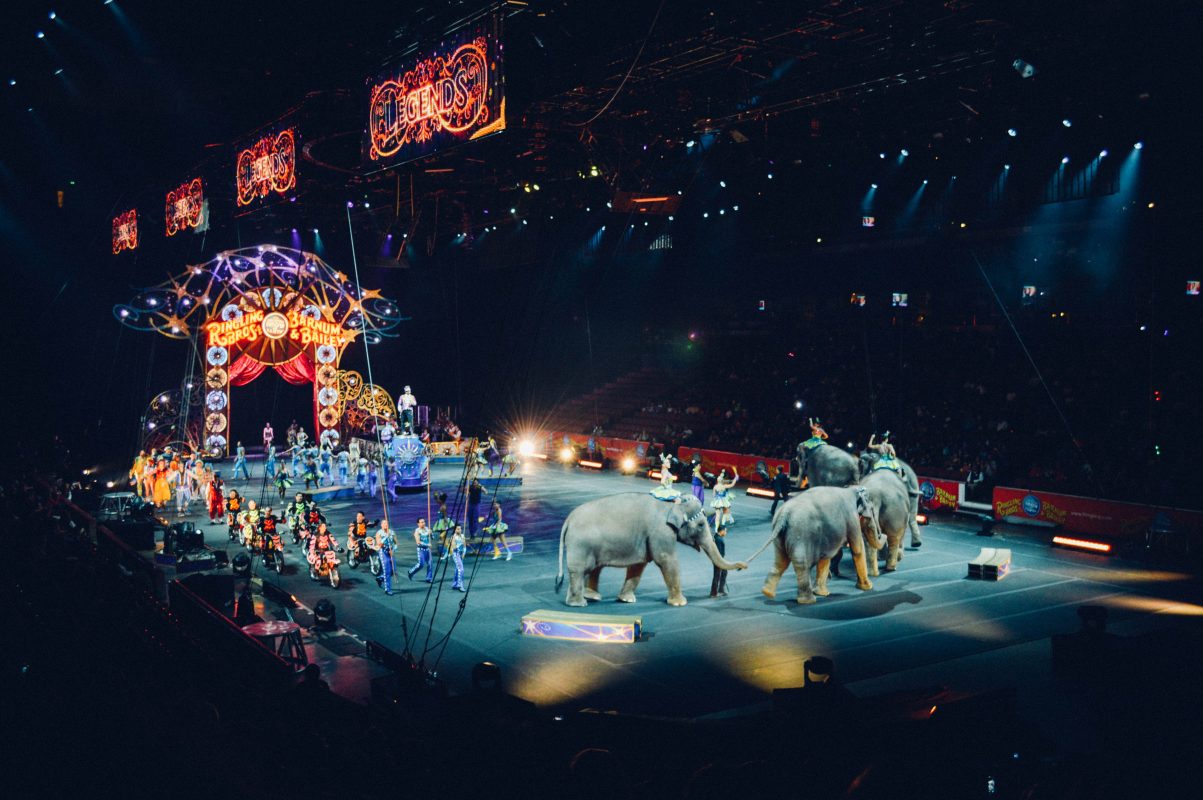 Cirkuszi állatok - Dániában az állam mentette ki őket a cirkuszokból