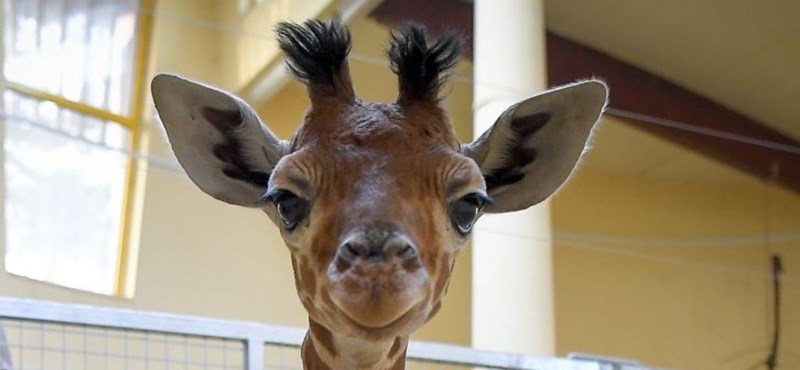 Egy hónapot élt a Veszprémi Állatkert zsiráfborjúja
