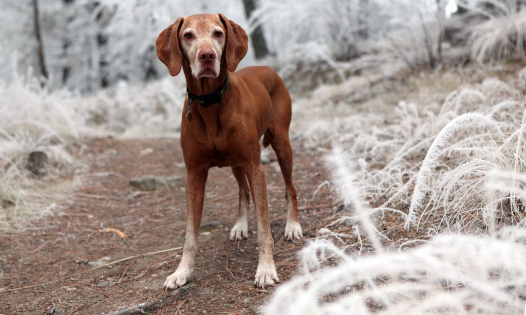 kutya és gazdi sétál ősszel téli időszámítás