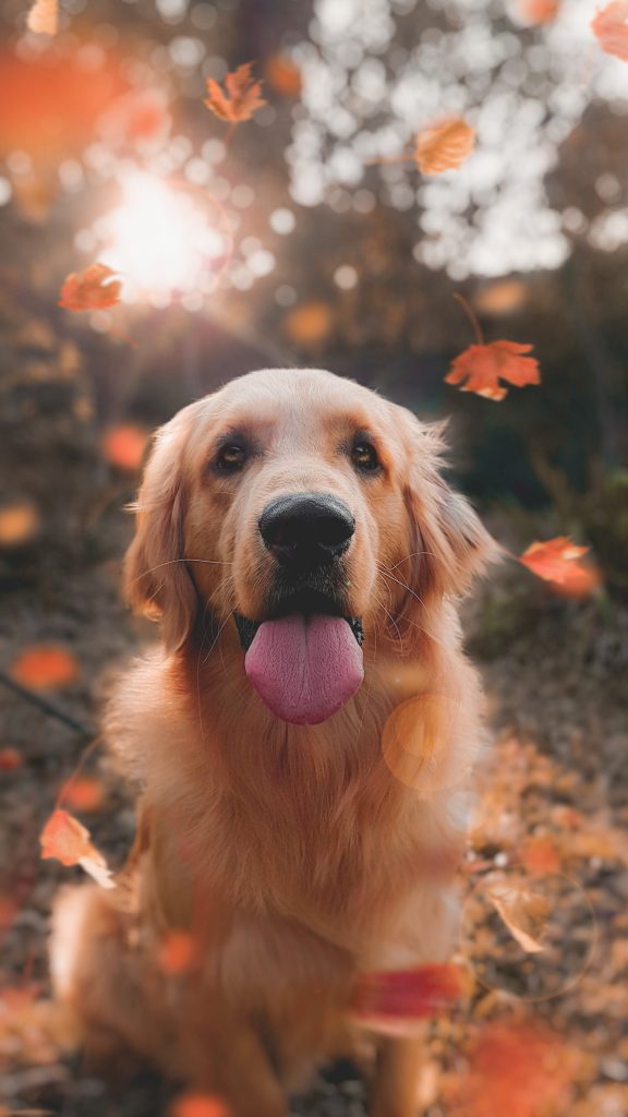 kutya őszi táj