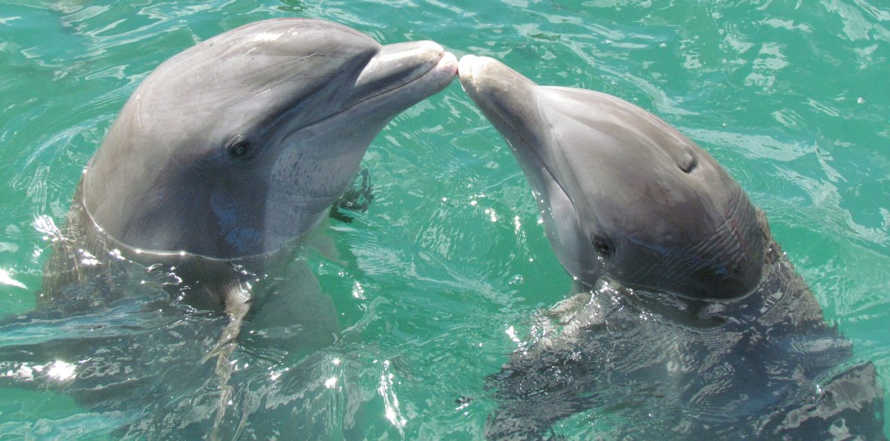 delfinek delfinárium