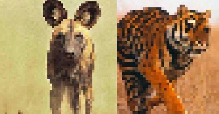 Annyi pixel van a képeken, amennyi élő példány van még belőlük.