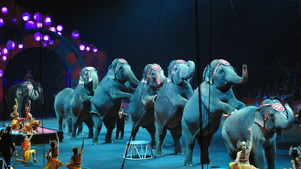 cirkuszi elefánt