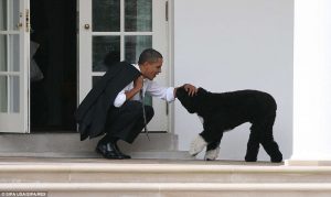 Obama elnök és Bo