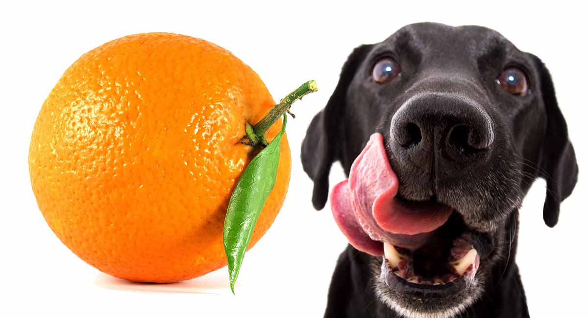 ehet a kutya narancsot?
