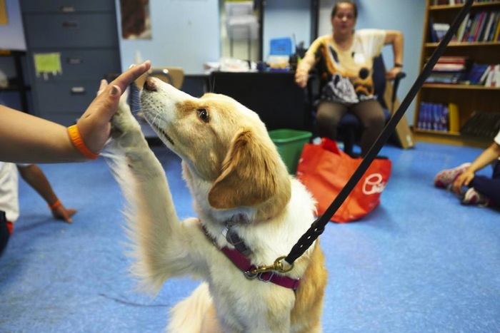 segítő kutyák oktatják az állatjólétet