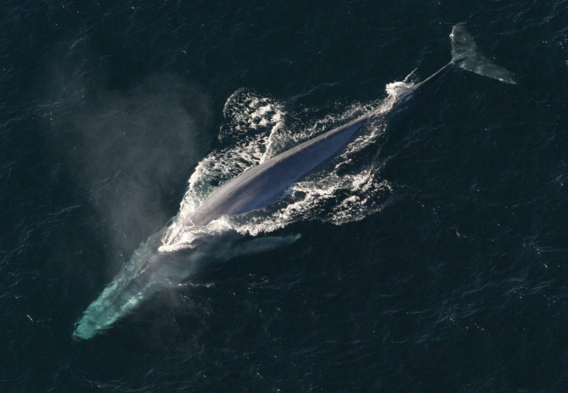 kék bálna