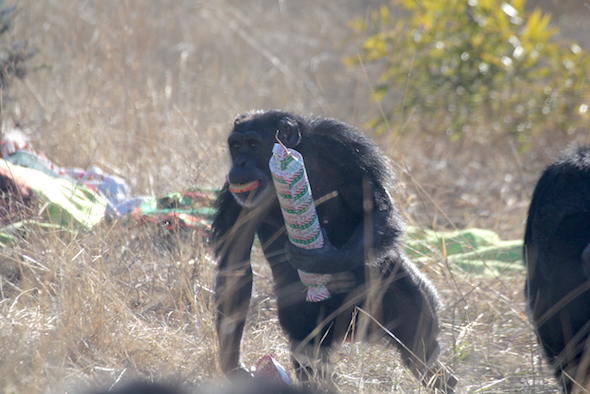 csimpánzok karácsonya