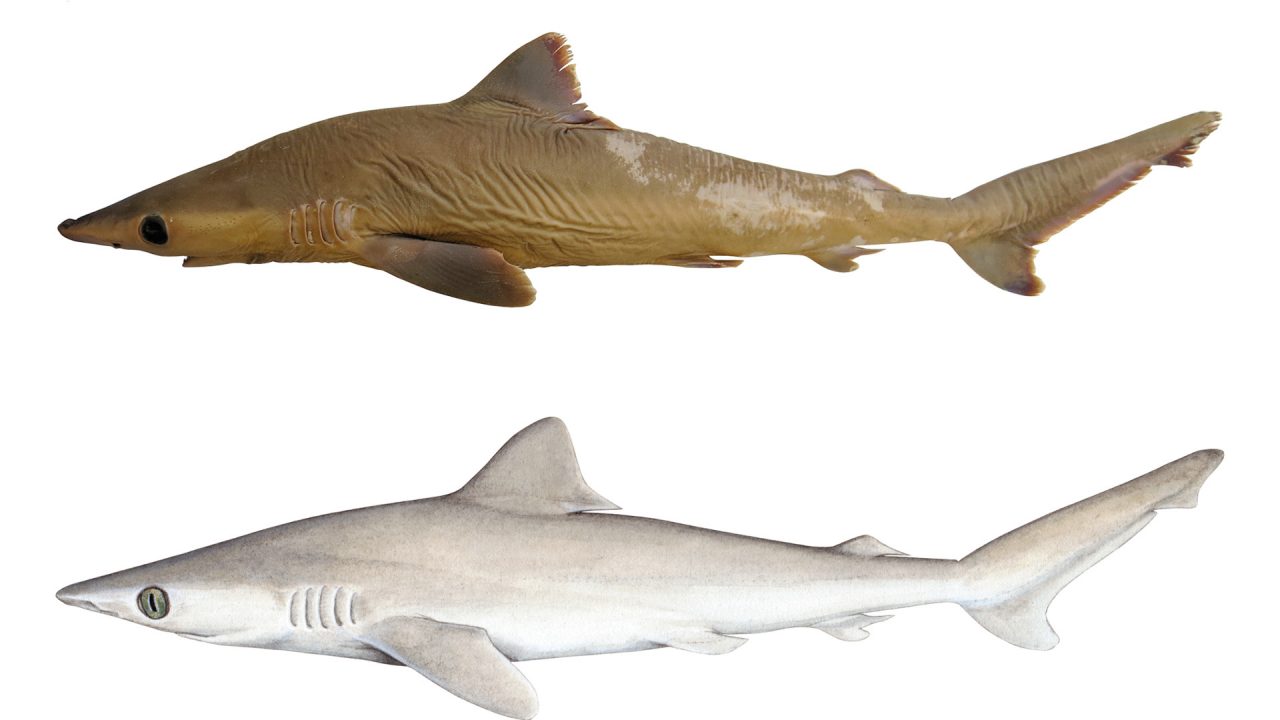 “Lost shark” (Carcharhinus obsolerus)