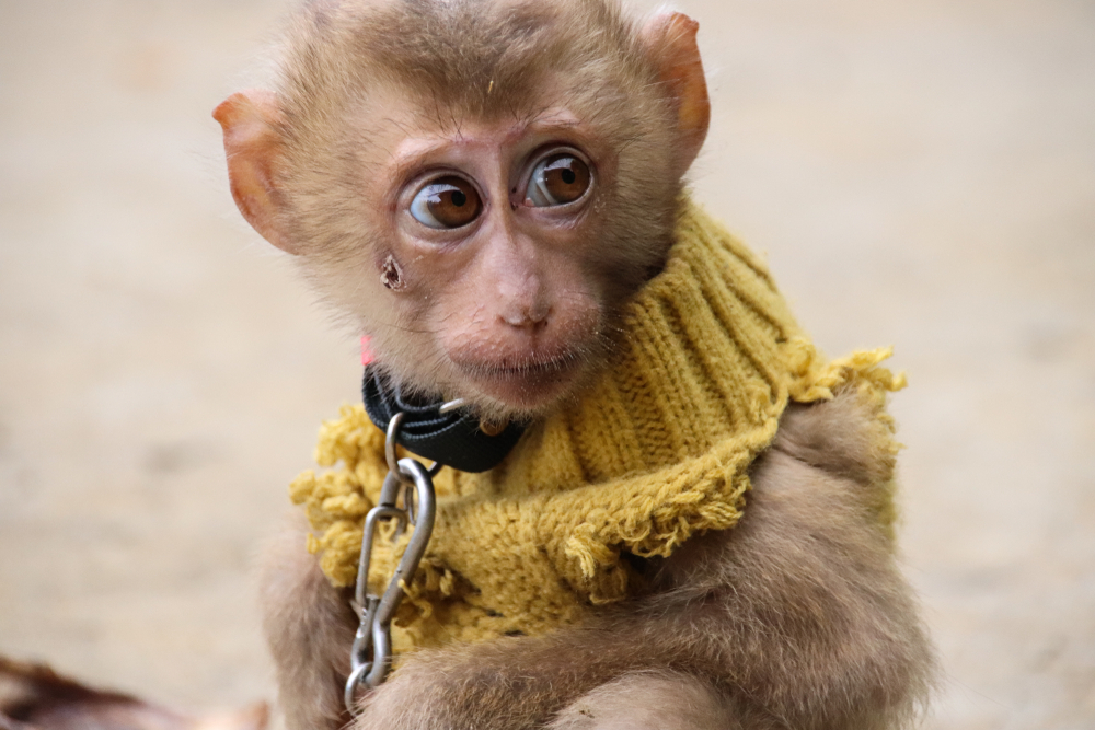 Kis majmokat árulnak Balin