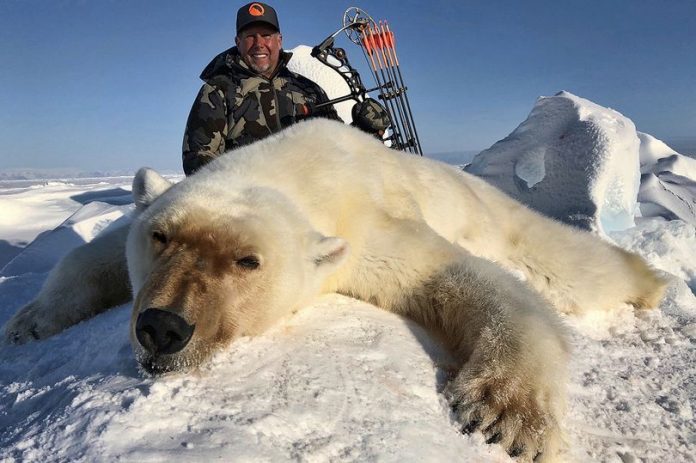 trófeavadászat áldozata egy jegesmedve