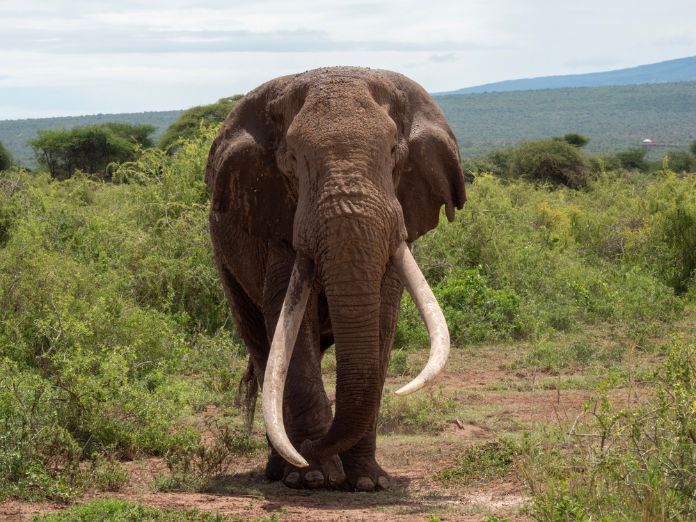 Meghalt Big Tim, az óriás agyarú elefánt