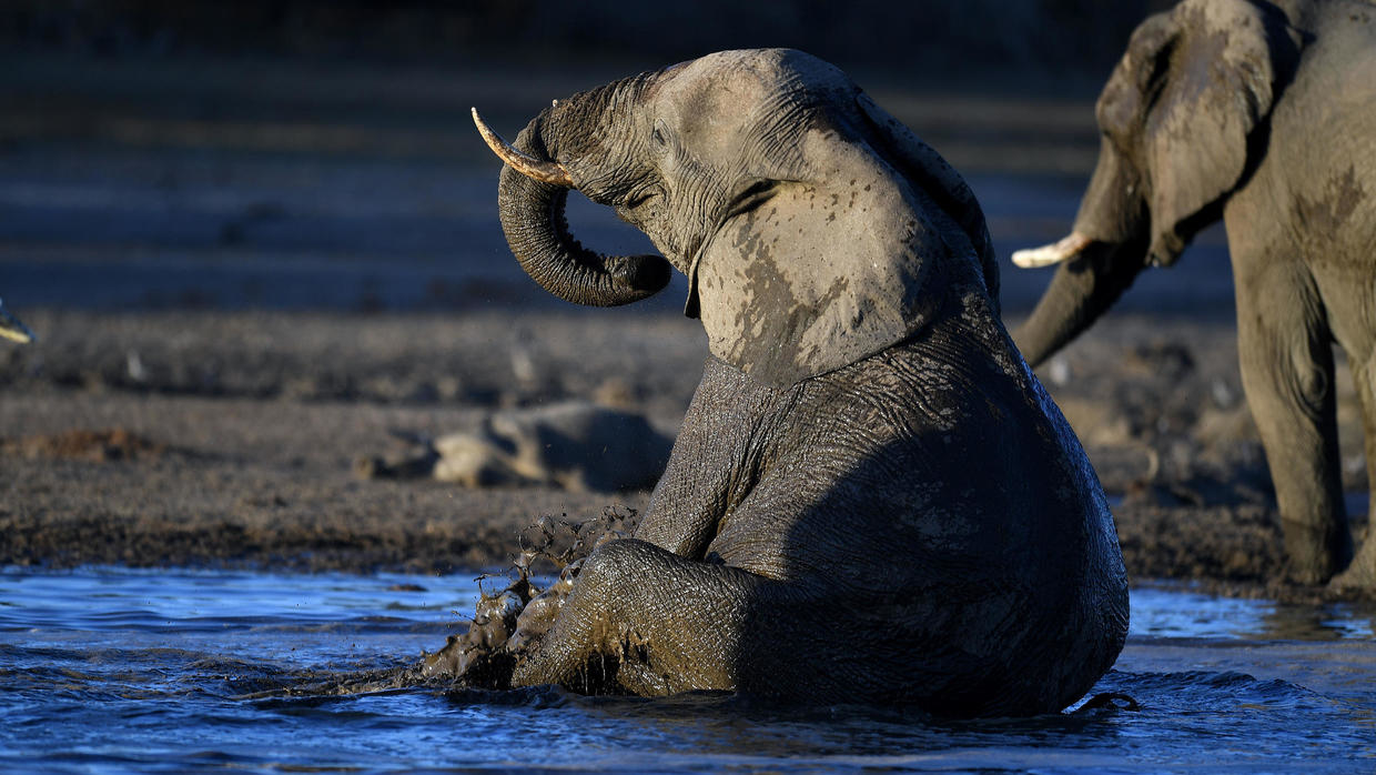 Botswanaban újra enegdélyezik az elefánt vadászatot