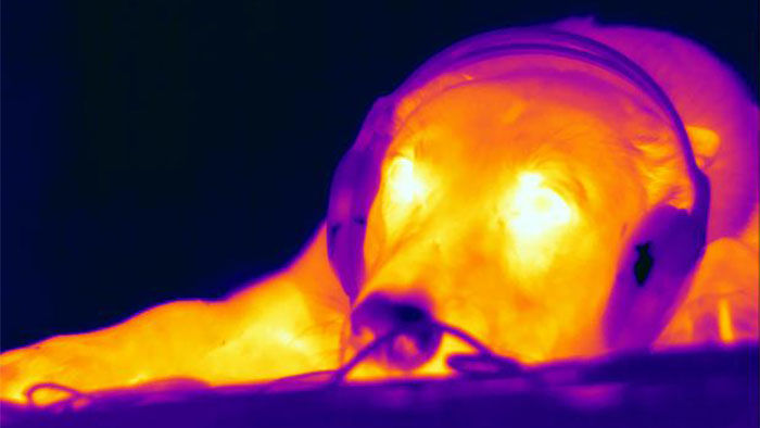 A kutyák érzékelik az infravörös sugárzást