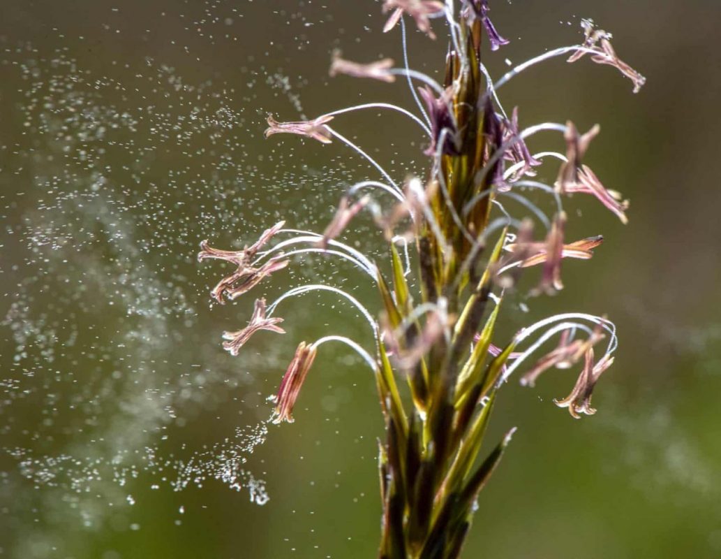 USA, Oregon. Pollenek szabadulnak ki egy fűféléből. A magas pollentartalmú levegő így telítődik meg szálló pollenekkel. Fotó: Robin Loznak / Zuma Wire / Rex / Shutterstock