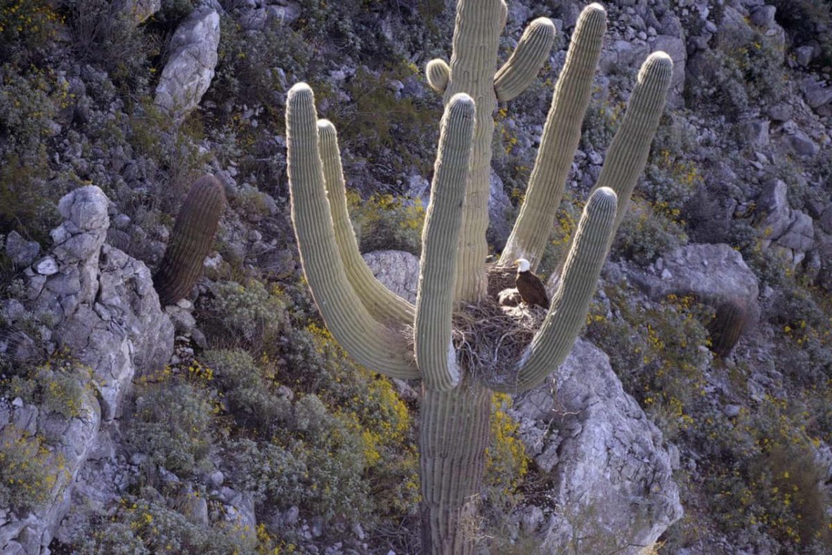 USA, Arizona. Kopasz sasok fészkelnek egy saguaro kaktuszban. Utoljára 1937-ben láttak a környéken ehhez hasonlót, ezért igazán különleges pillanatnak lehetünk szemtanúi.
