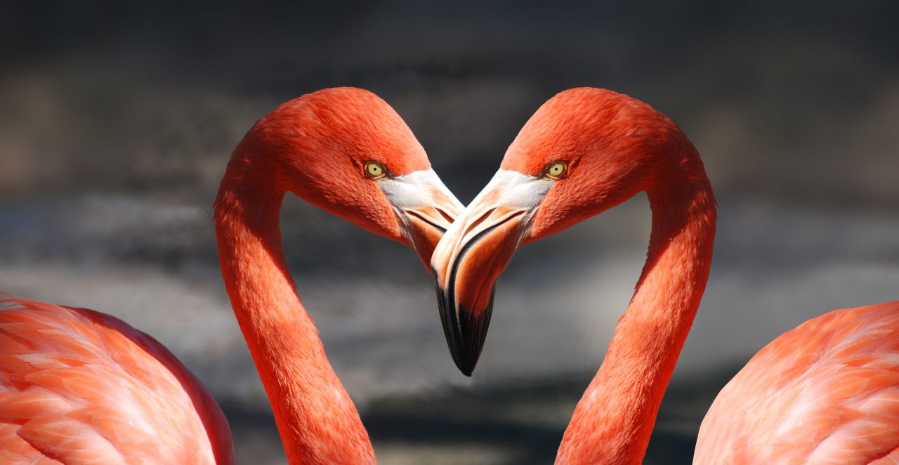 a flamingók egy életre választanak barátot
