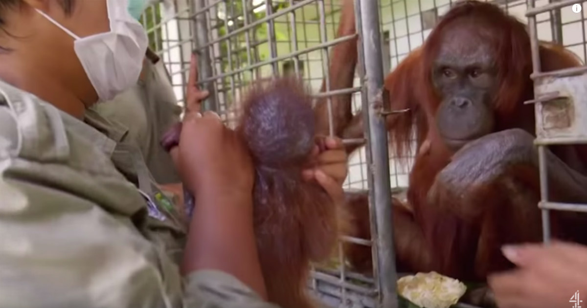 orangután nőstény