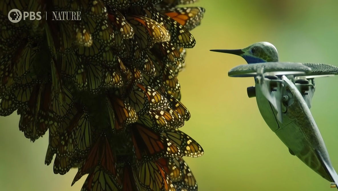 fantasztikus felvétel egy pillangó rajról