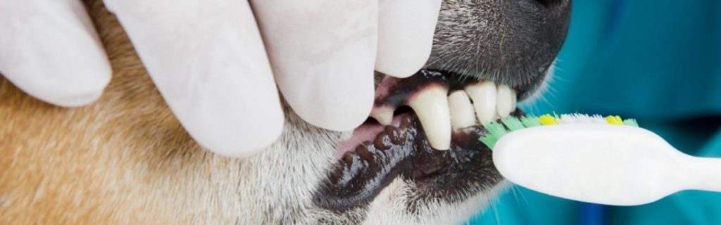 kistestű kutyák fogápolás dentalife