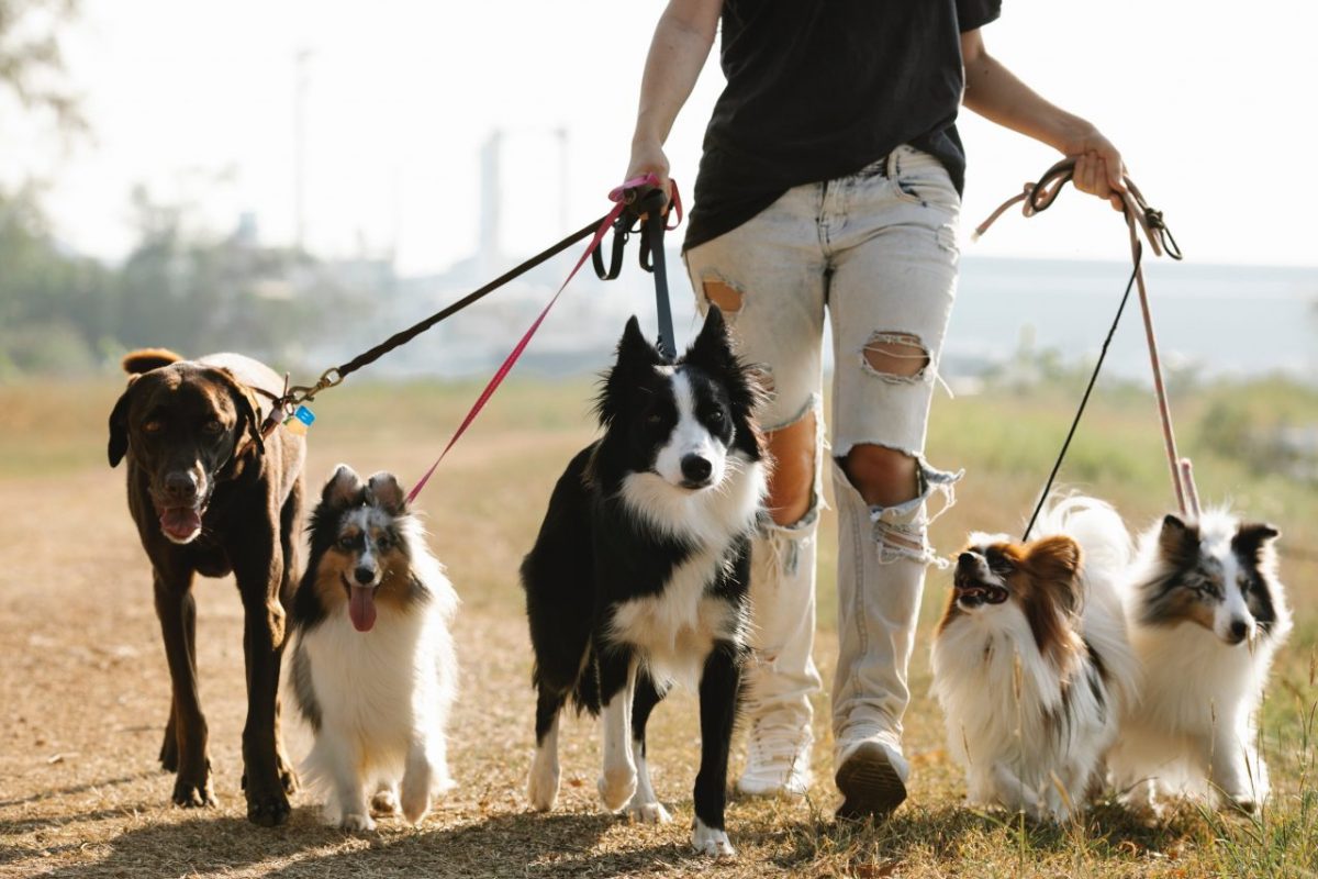 eleget sétál a kutyád?