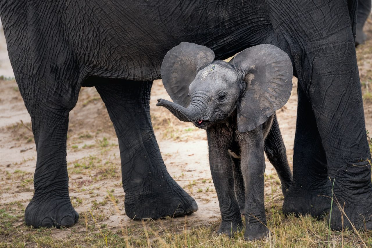 agresszíven védi kicsinyét az elefánt anya