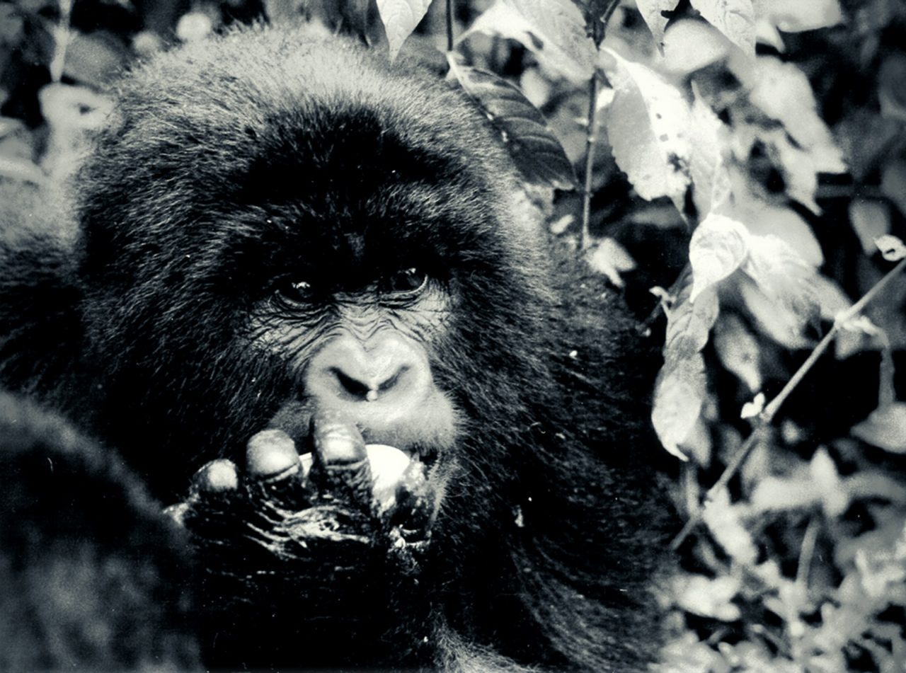 Virunga nemzeti park