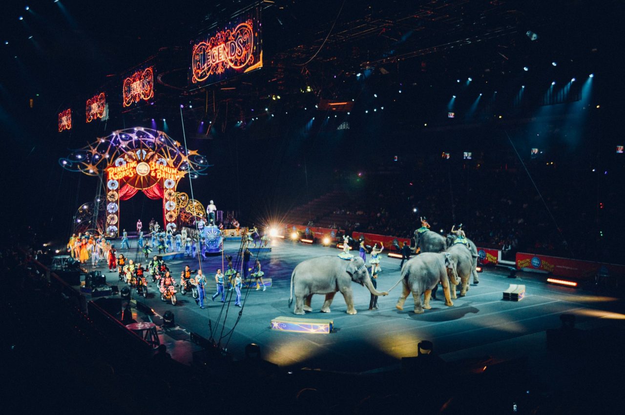 Franciaországban betiltják a vadállatos cirkuszokat