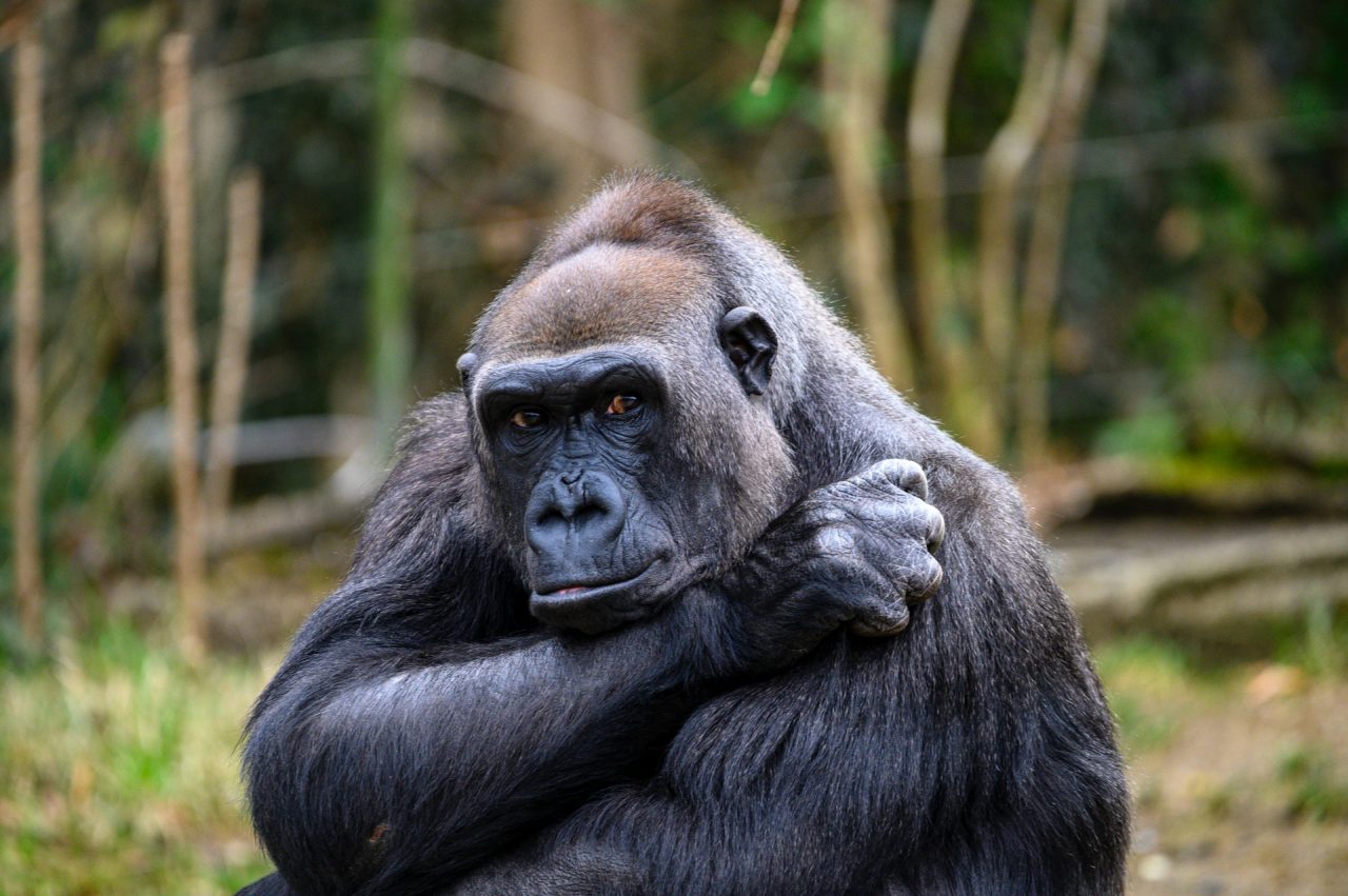 gorillák leölését tervezik az állatkertekben