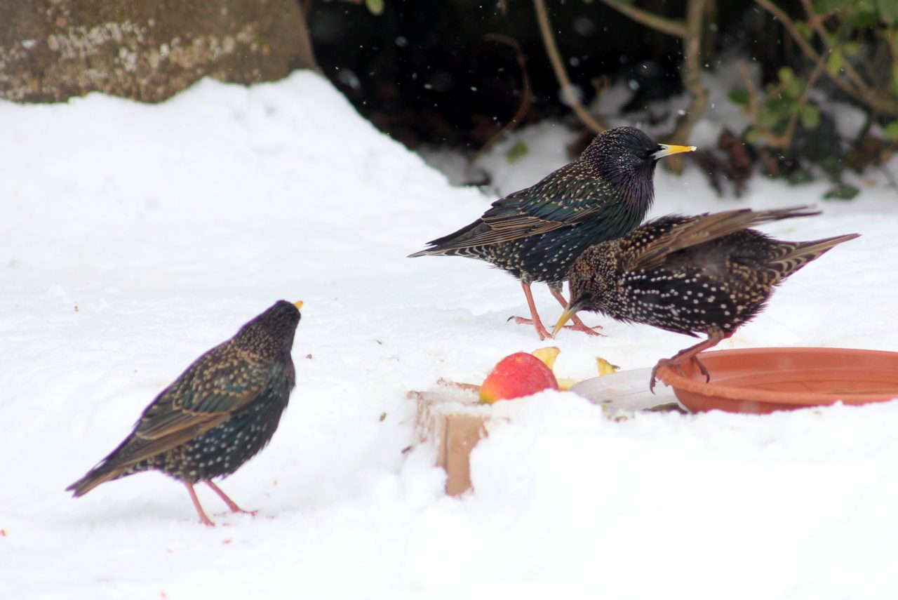madarak etetése télen
