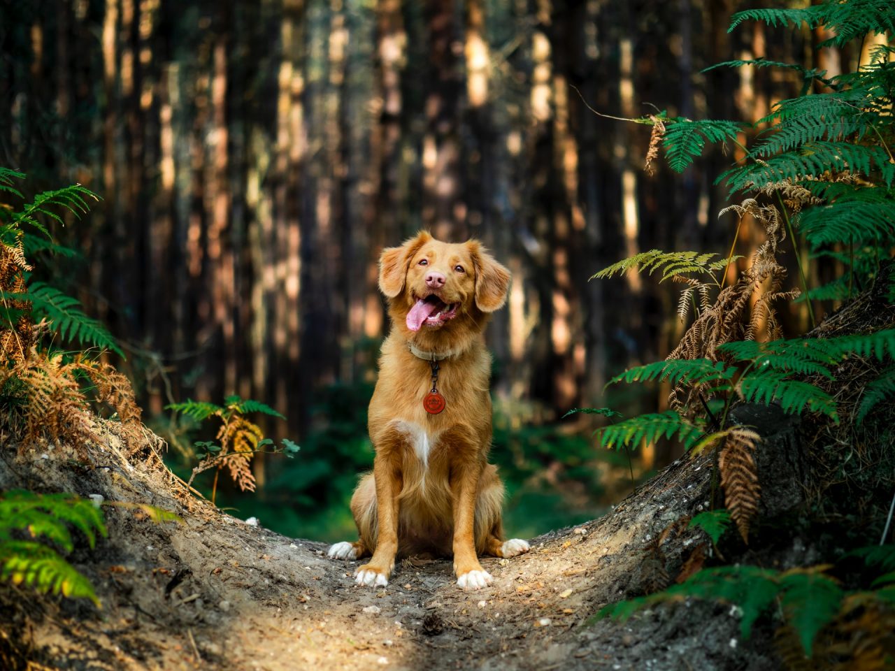 A kutyák ürüléke szennyezi az erdei ösvényeket.