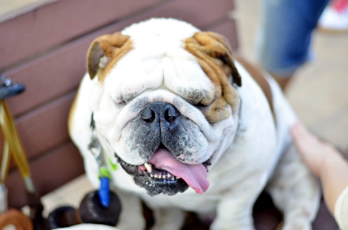 Az angol bulldog kétszer annyit betegeskedik mint más kutyák