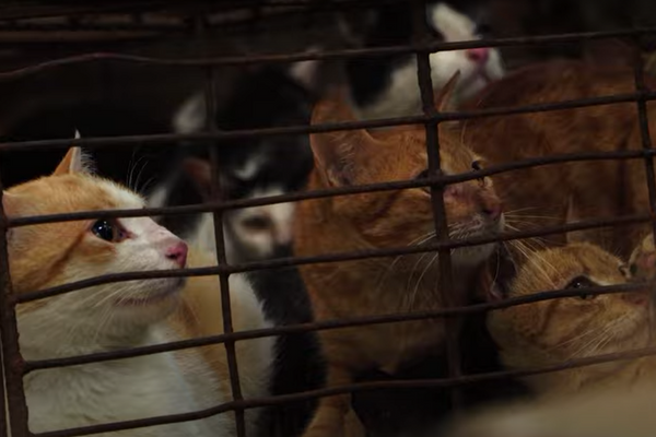 Vietnámban egymillió macskát ölnek meg évente a húsukért, csontjukért
