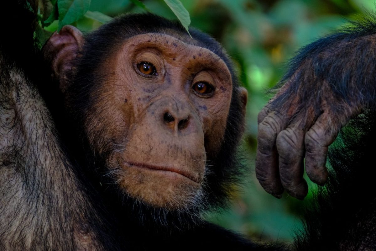 csimpánzok világnapja