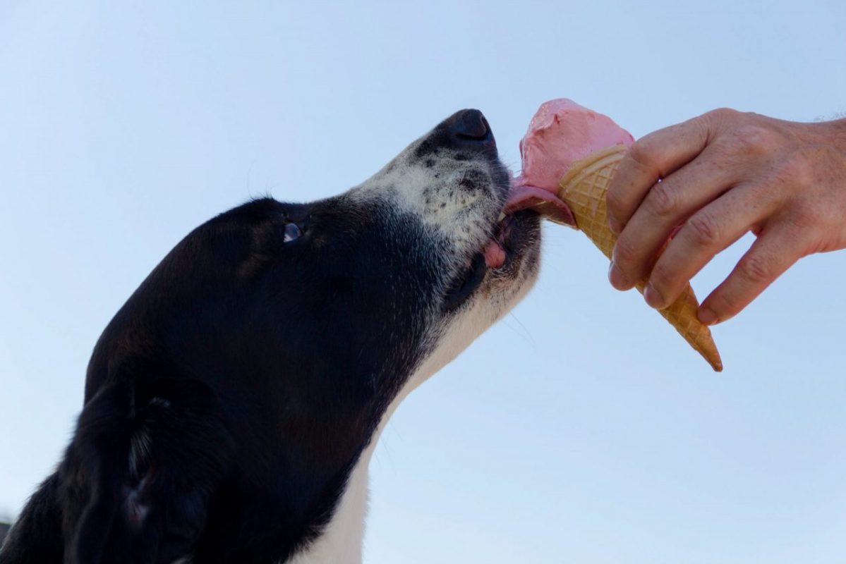 görögdinnyés kutya jégkrém
