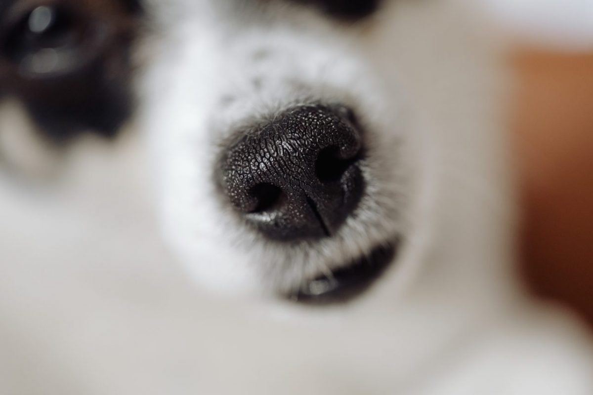 miért nedves a kutyák orra mese