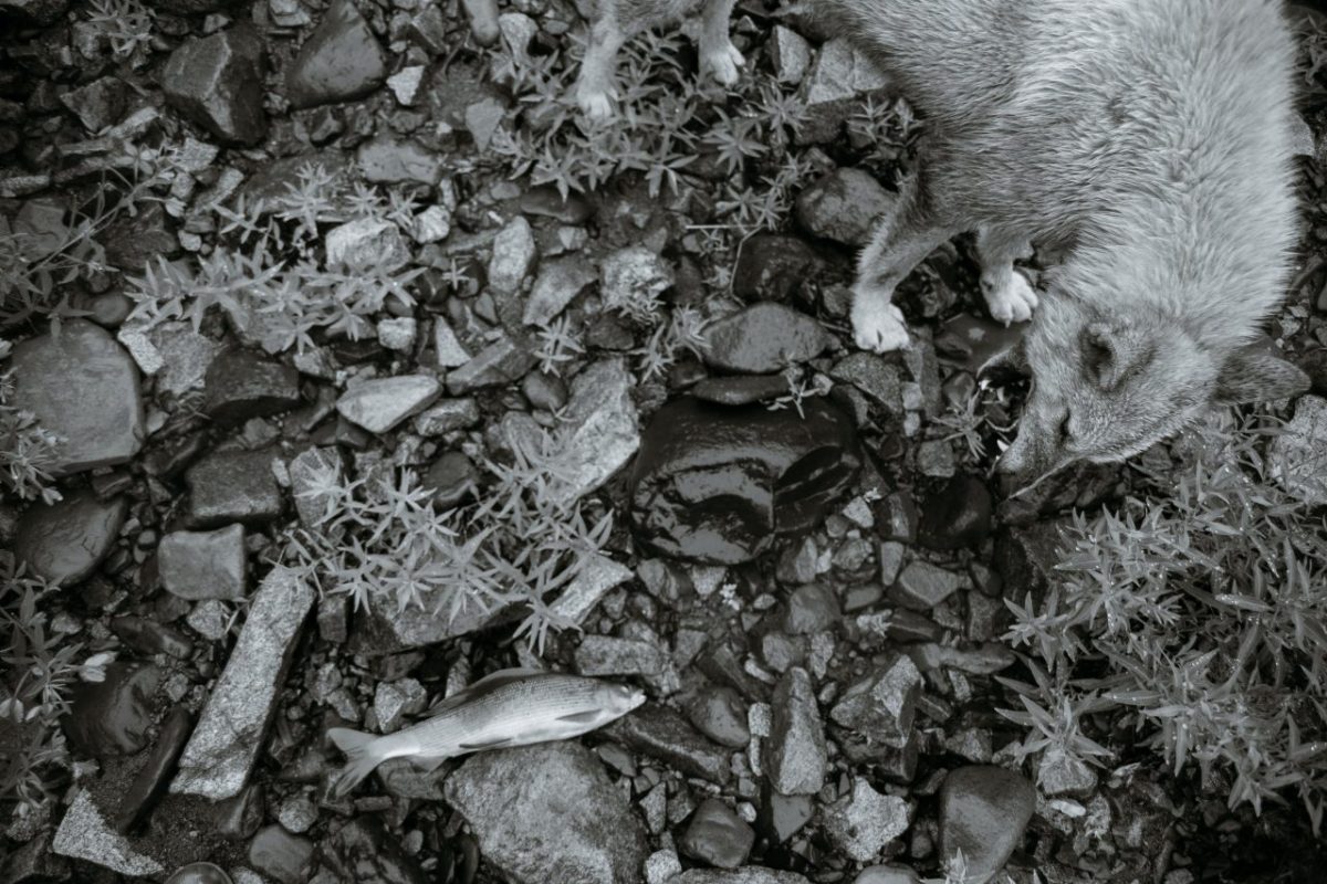 csernobili kutyák 2