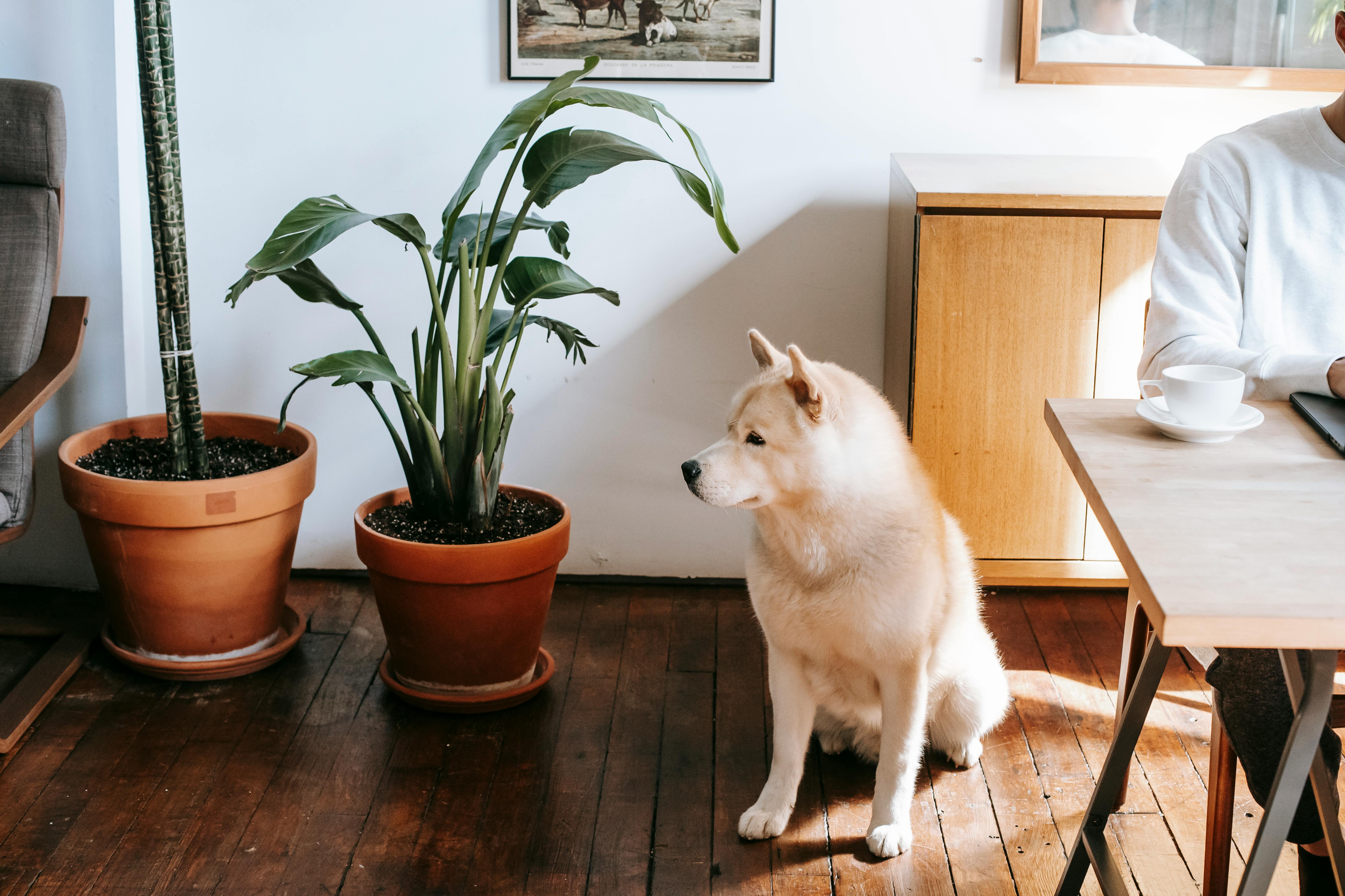 szobanövény kutyával